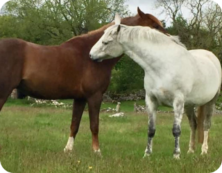 A brown horse and a white horses