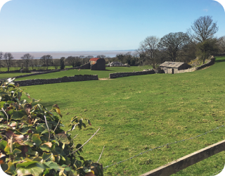 A large field with a shed and plants