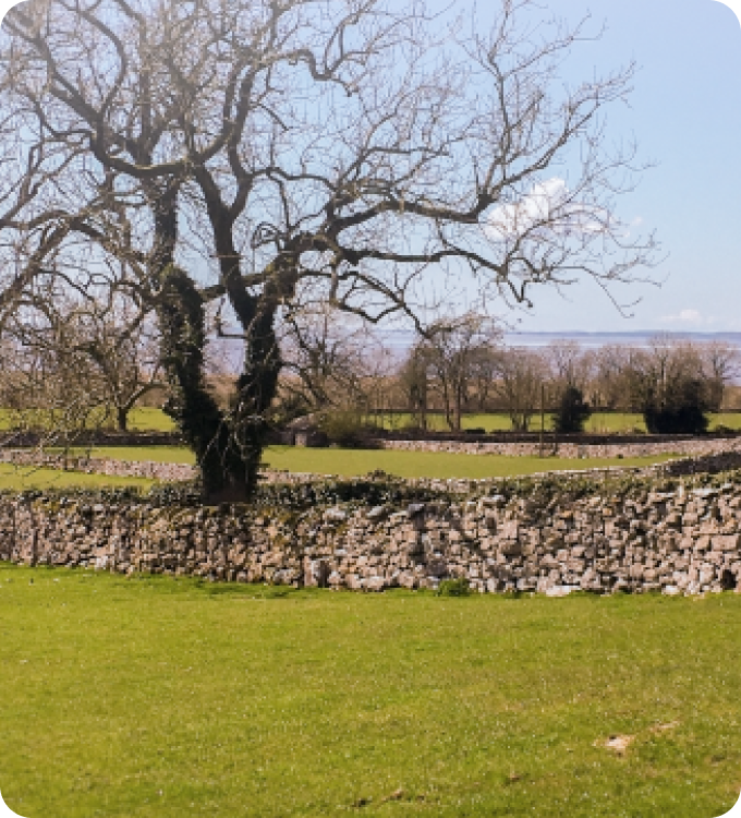 Field with a rock fence and bare tree