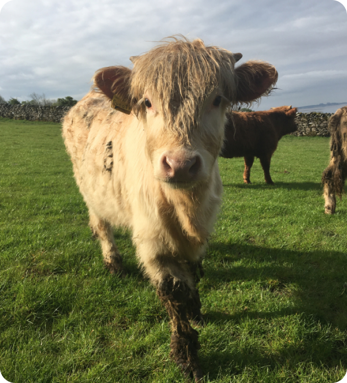 Frontal view of a cow