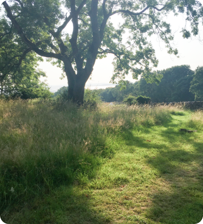 Tall grassy field