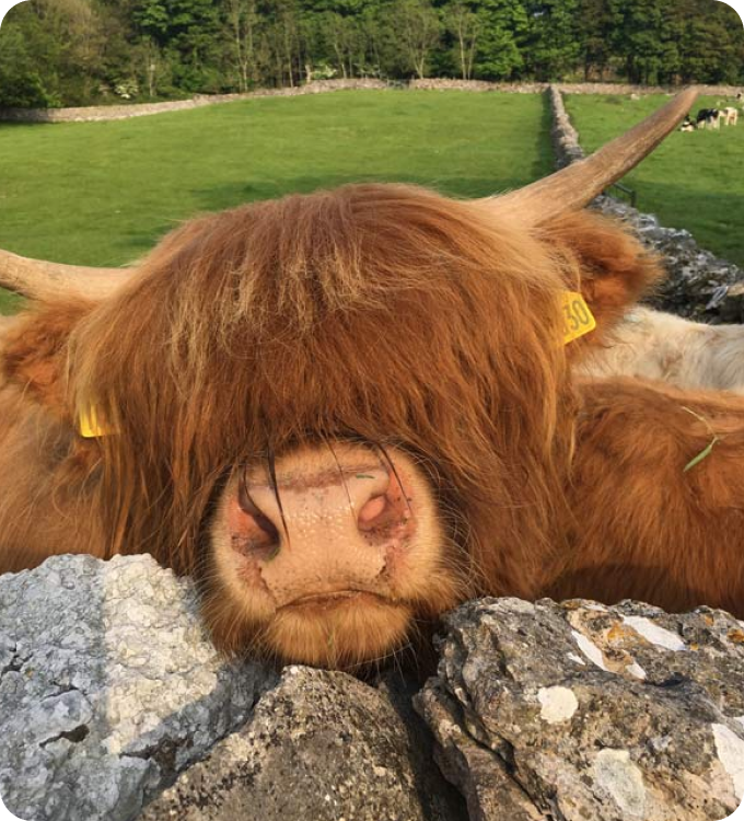 Long-haired cow rested its head on rocks