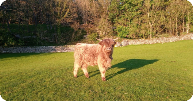 Cow posed in a field